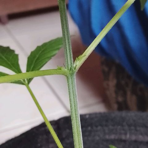 Pren N°01 growlog timeline photo