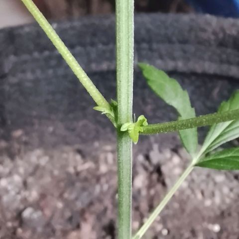 Pren N°01 growlog timeline photo