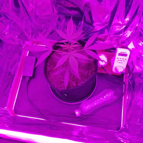 Pren N°01 growlog timeline photo