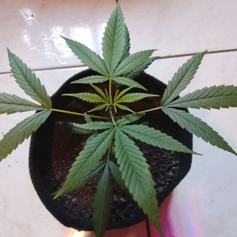 Pren N°01 growlog timeline photo