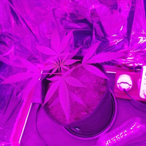 Pren N°01 growlog timeline photo