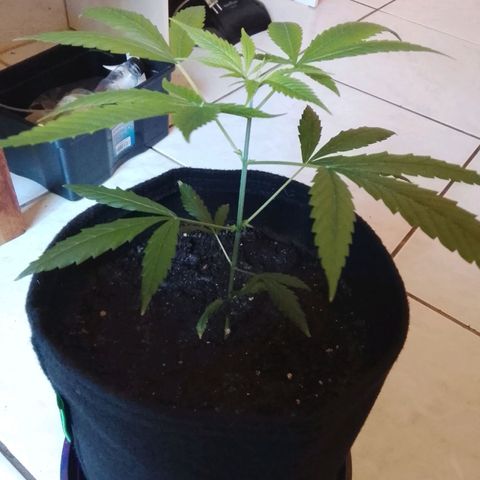 Pren N°01 growlog timeline photo