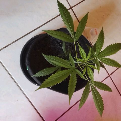 Pren N°01 growlog timeline photo