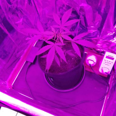 Pren N°01 growlog timeline photo