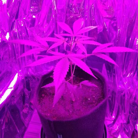 Pren N°01 growlog timeline photo