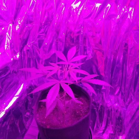 Pren N°01 growlog timeline photo