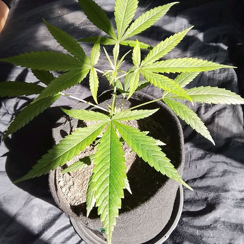 Pren N°01 growlog timeline photo