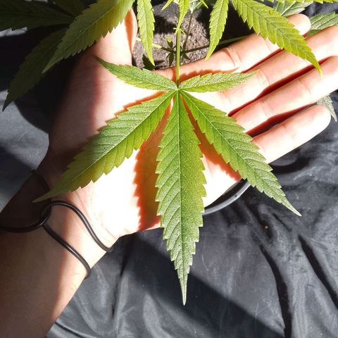 Pren N°01 growlog timeline photo