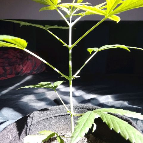 Pren N°01 growlog timeline photo