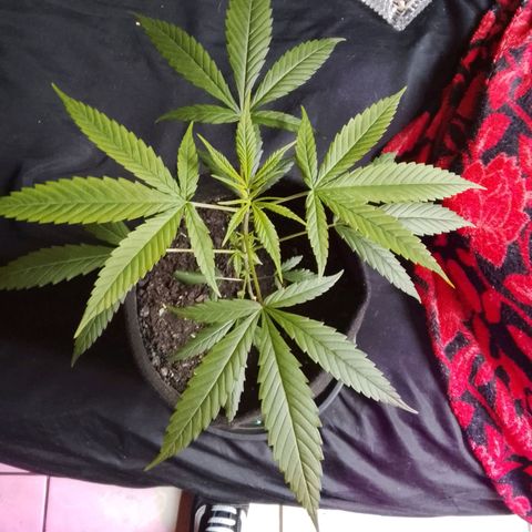 Pren N°01 growlog timeline photo