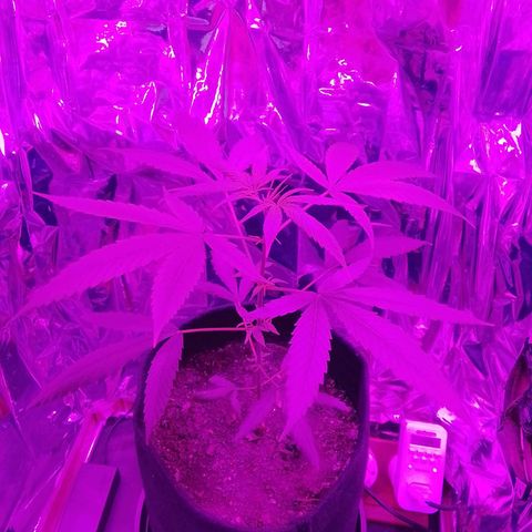 Pren N°01 growlog timeline photo