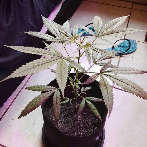 Pren N°01 growlog timeline photo
