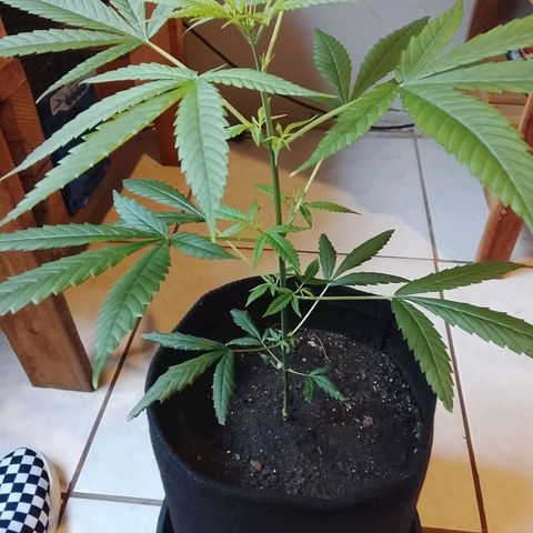 Pren N°01 growlog timeline photo