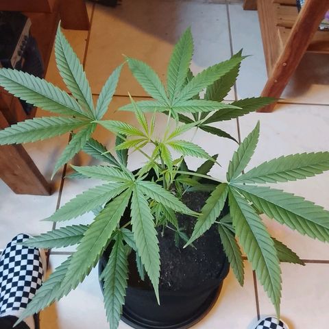 Pren N°01 growlog timeline photo