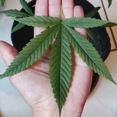 Pren N°01 growlog timeline photo