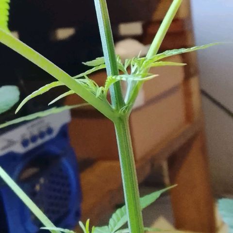 Pren N°01 growlog timeline photo