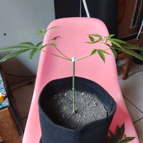 Pren N°01 growlog timeline photo