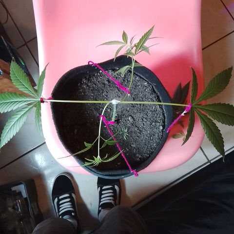 Pren N°01 growlog timeline photo