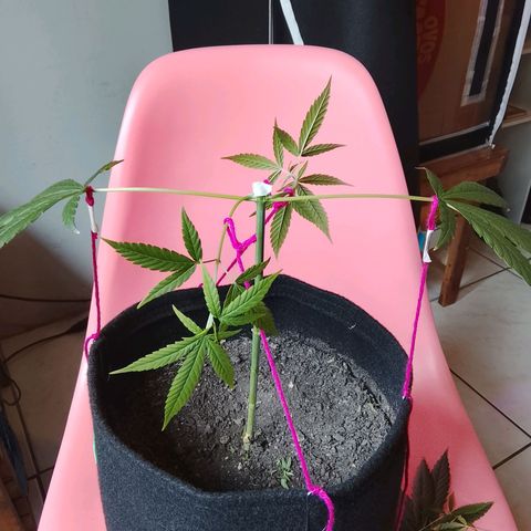 Pren N°01 growlog timeline photo