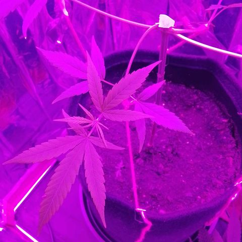 Pren N°01 growlog timeline photo