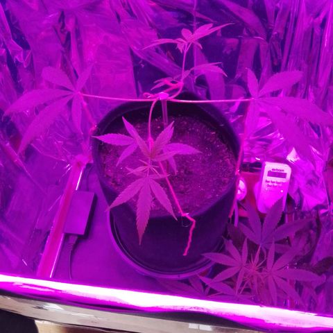 Pren N°01 growlog timeline photo