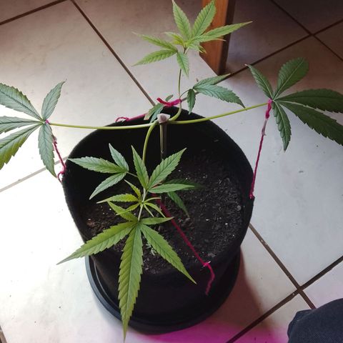 Pren N°01 growlog timeline photo
