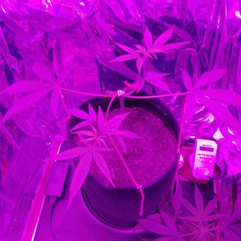 Pren N°01 growlog timeline photo