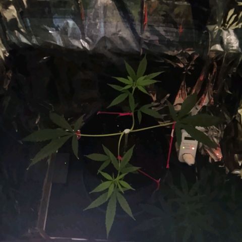 Pren N°01 growlog timeline photo