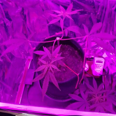 Pren N°01 growlog timeline photo