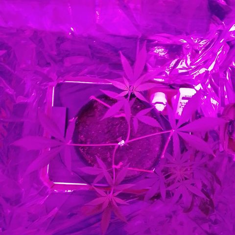 Pren N°01 growlog timeline photo
