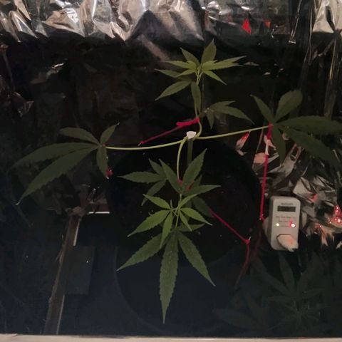 Pren N°01 growlog timeline photo