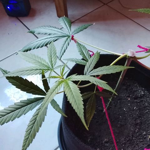 Pren N°01 growlog timeline photo