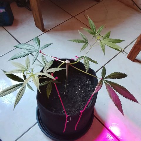 Pren N°01 growlog timeline photo