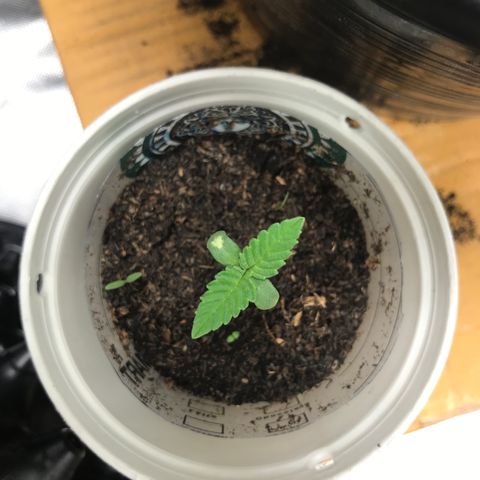 BNC Critical xxl  growlog timeline photo