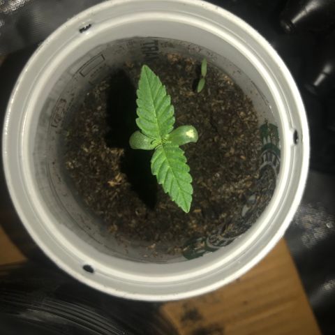 BNC Critical xxl  growlog timeline photo
