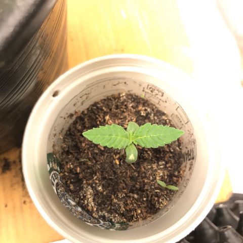BNC Critical xxl  growlog timeline photo