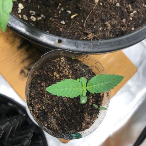 BNC Critical xxl  growlog timeline photo