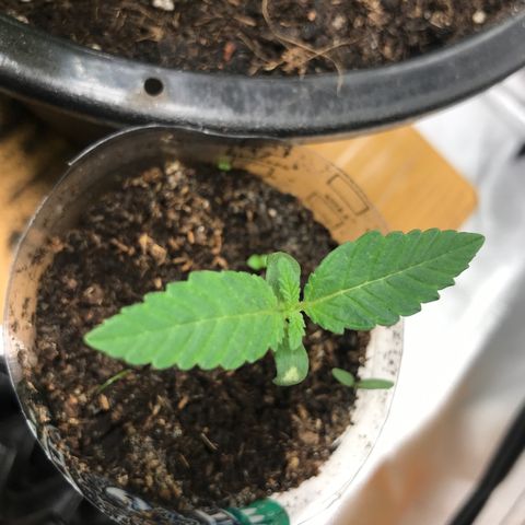 BNC Critical xxl  growlog timeline photo