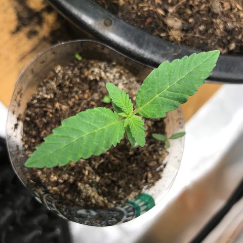 BNC Critical xxl  growlog timeline photo
