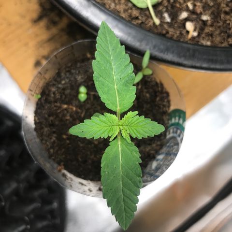 BNC Critical xxl  growlog timeline photo