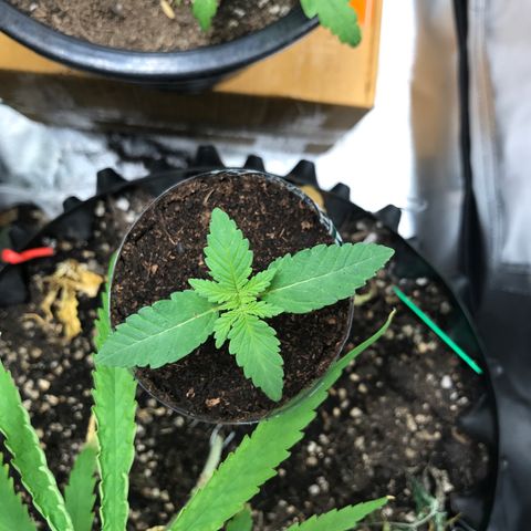 BNC Critical xxl  growlog timeline photo