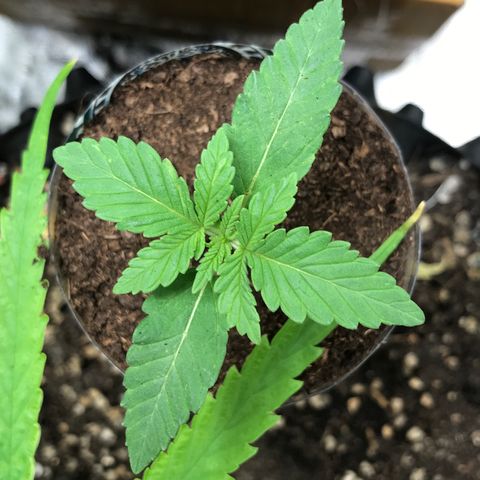 BNC Critical xxl  growlog timeline photo