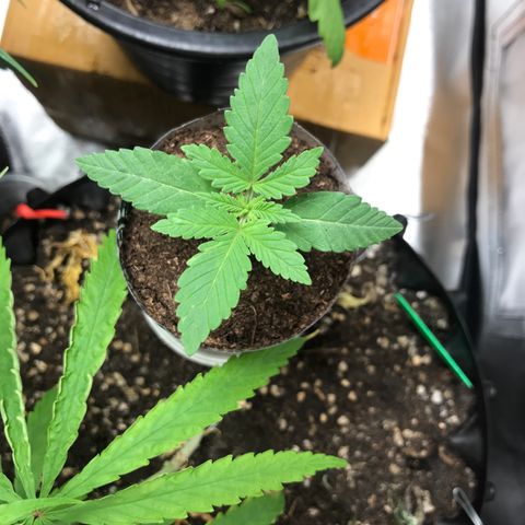 BNC Critical xxl  growlog timeline photo