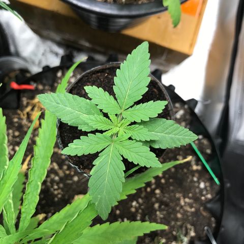 BNC Critical xxl  growlog timeline photo