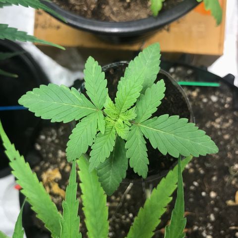 BNC Critical xxl  growlog timeline photo