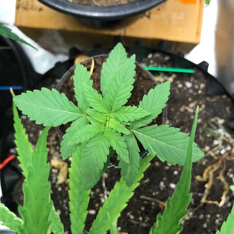 BNC Critical xxl  growlog timeline photo