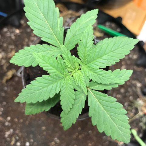 BNC Critical xxl  growlog timeline photo
