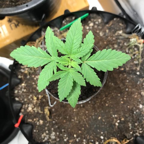 BNC Critical xxl  growlog timeline photo