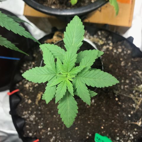 BNC Critical xxl  growlog timeline photo