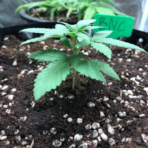 BNC Critical xxl  growlog timeline photo